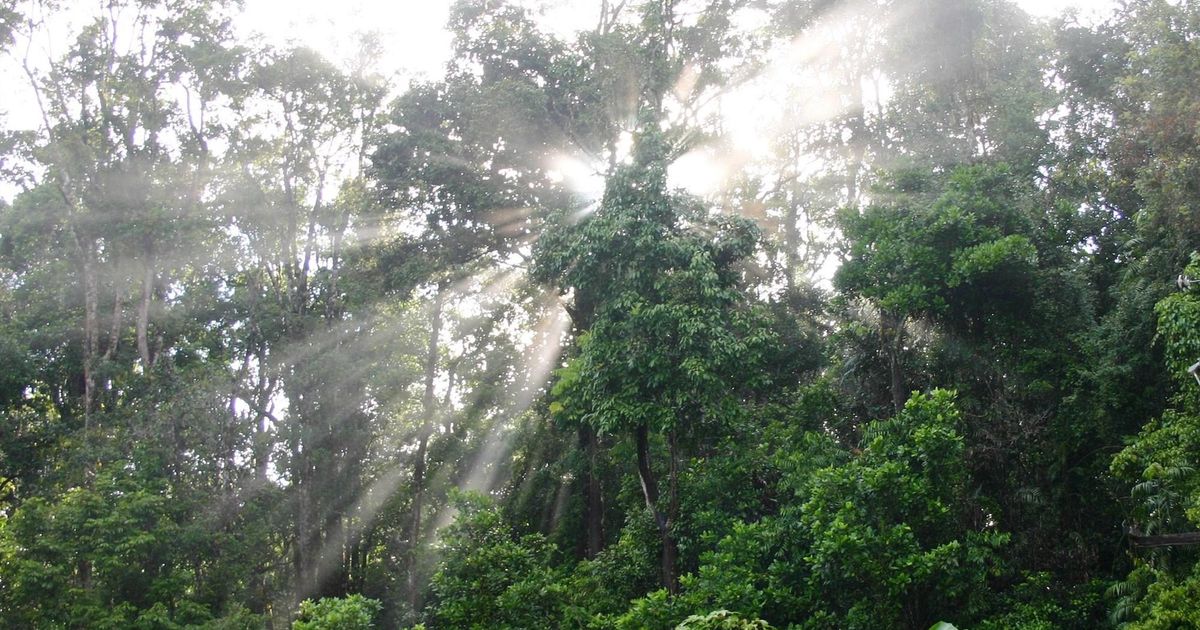 Отель The Canopy Rainforest Treehouses & Wildlife ...