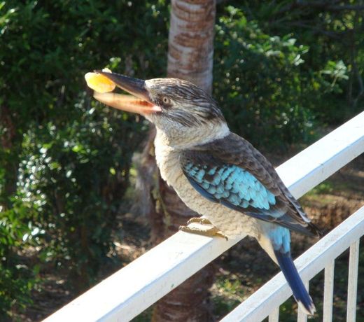 Daggoombah Holiday Home Magnetic Island