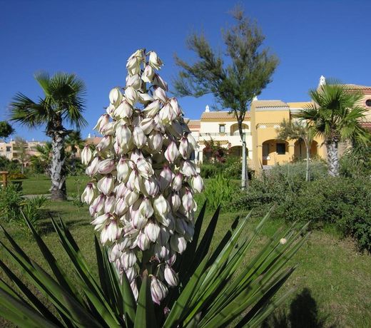 Villa in Zahara de los Atunes with pool in peak season