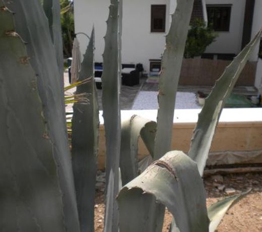 Casa Vacanze Domusangela