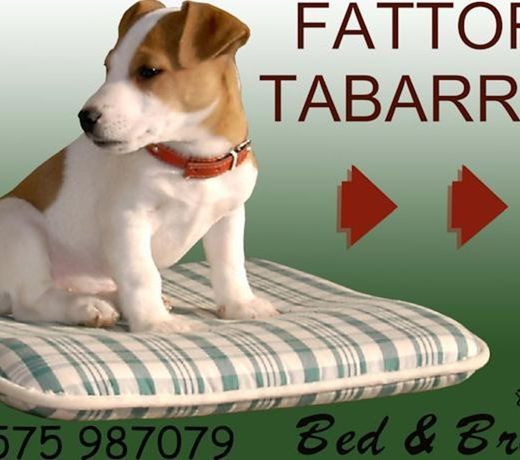 FATTORIA TABARRINO