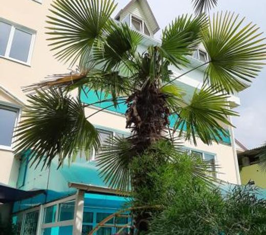 Delfin Hotel