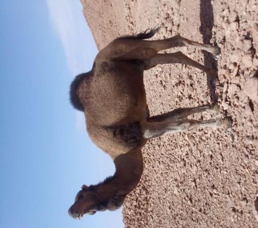 Camels House