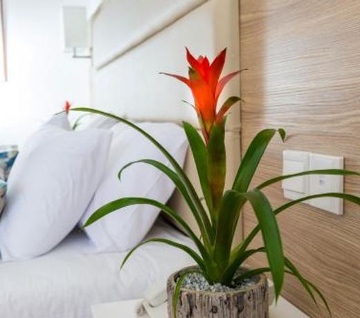 Ascos Coral Beach Hotel