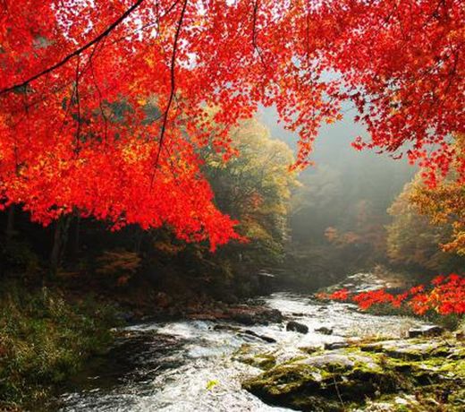 Yunogo Onsen Chikutei