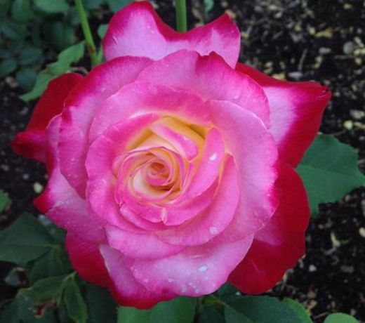 Arbour Garden B&B