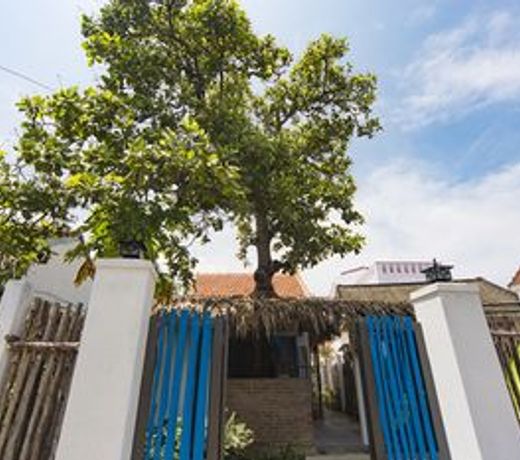 Cashew Tree Bungalow
