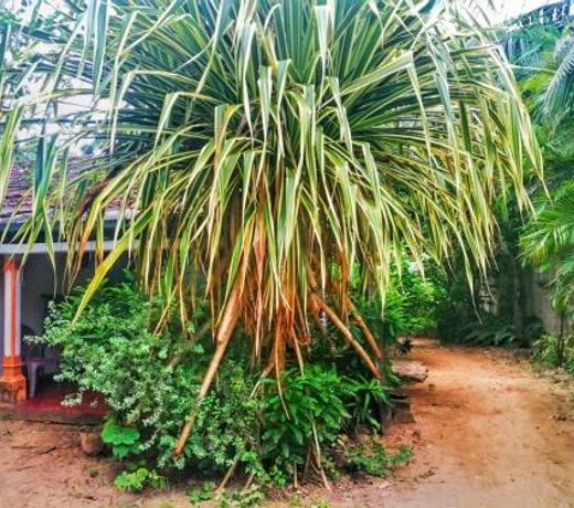 Senith Guest House Mirissa