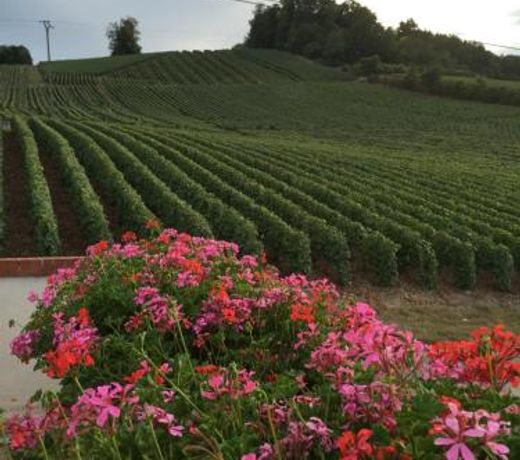 La Loge Du Vigneron