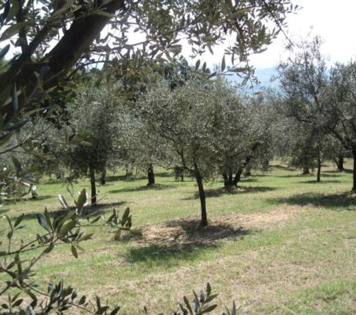 Tenuta Olmatello