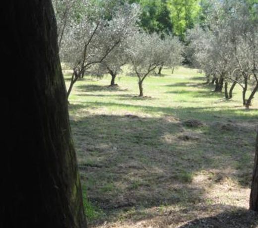 Tenuta Olmatello