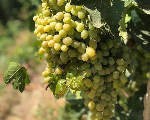 Areni Wine Cellar - Арени - фото 3