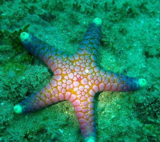 Seadina Coral Home