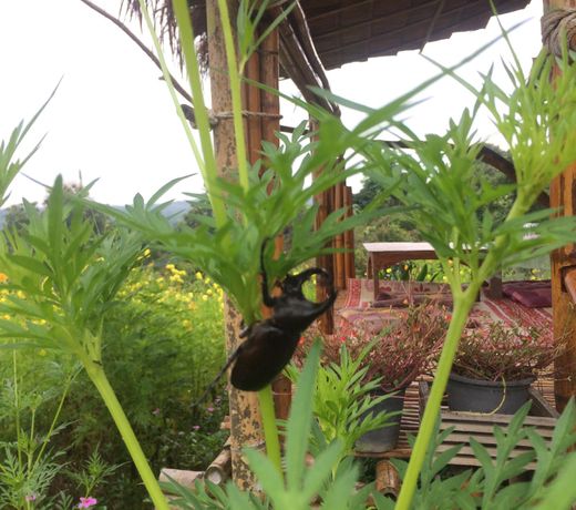 Baan 2 Dao Farmstay