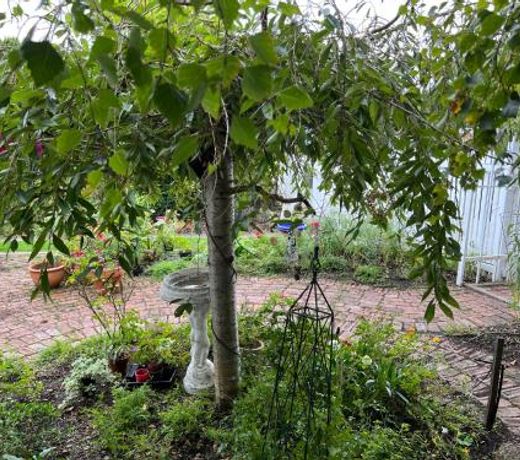 Ivy May Cottage