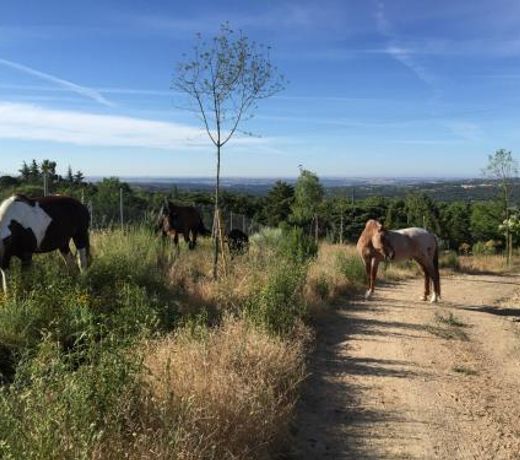 Finca el enebro