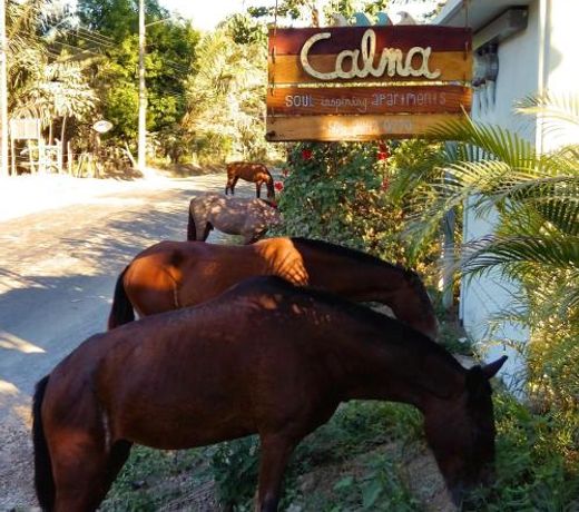 Calma Apartments Costa Rica