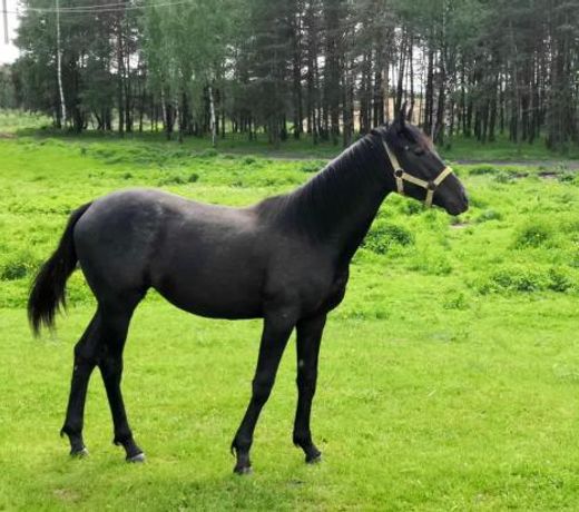 Agrotourism Complex Dubrovka