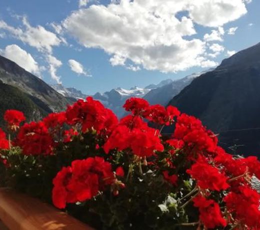 Petites Fleurs Cogne