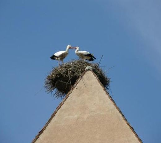 Gite Edelweiss à Eguisheim