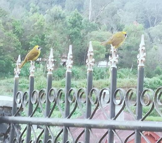 Royal Wattles