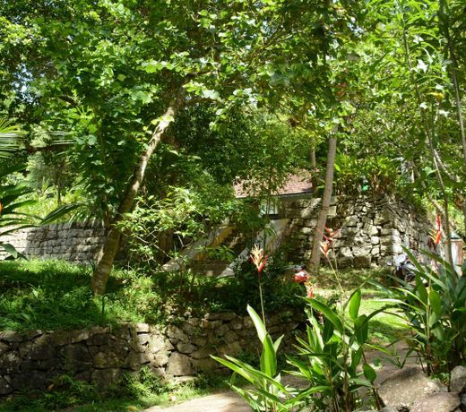 Jungle House