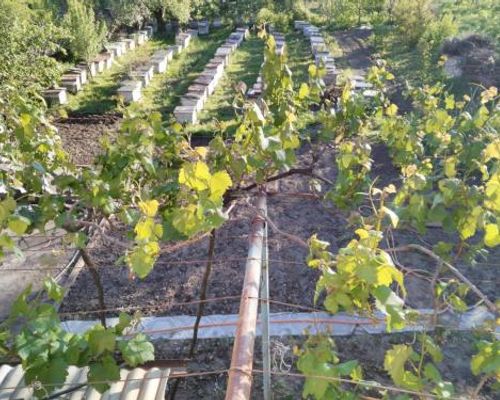 Gogi Dvalishvili Wine Cellar - Гори - фото 8