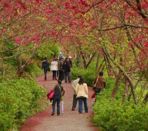Qingshan Homestay