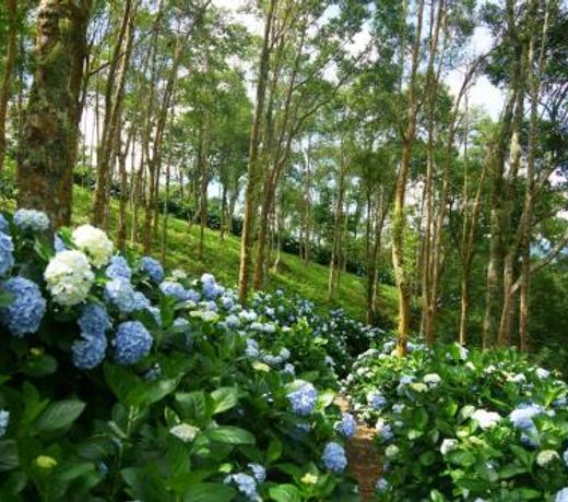 Qingshan Homestay