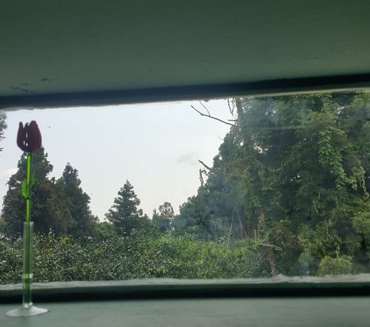 Jeju Meomuri
