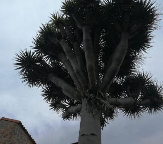 Casa El Drago