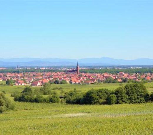 La Halte des Vignes - Route des vins d'Alsace