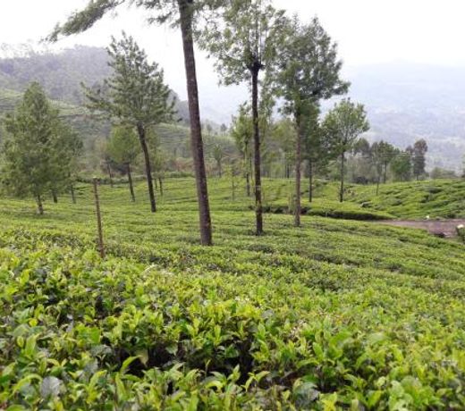 Ella Banana Rest Inn