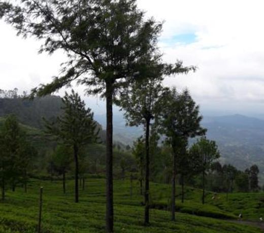 Ella Banana Rest Inn