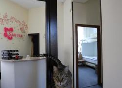 Sakura Inn, регион , город Фергана - Фотография отеля №1