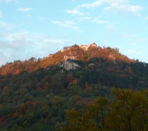 L'Aristoloche