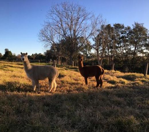 muswellbrook northside B&B