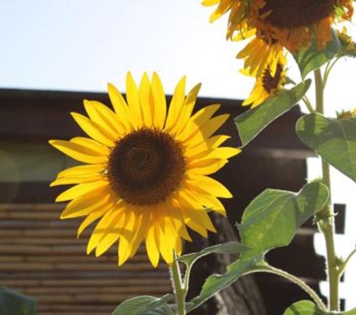 B&B Il Girasole