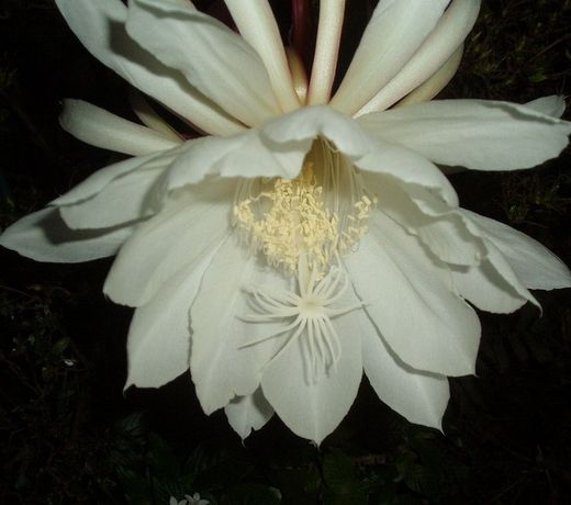 Minshuku Funamiso (Hachijojima)