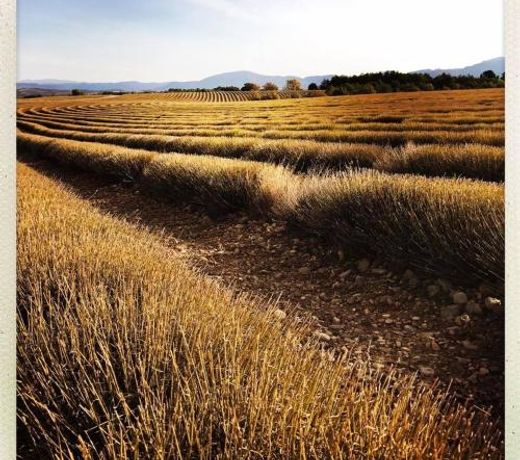 La Campagne de Petre
