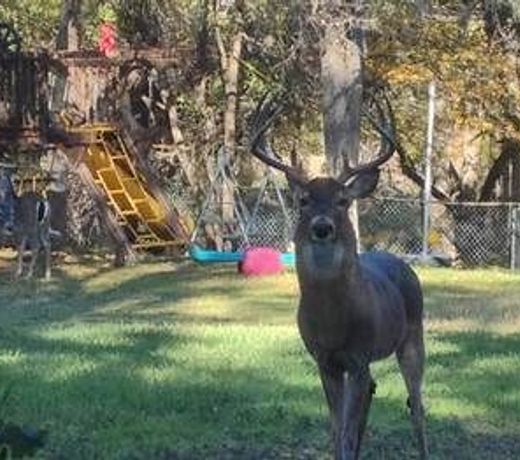 Park-like Backyard on 1 Acre