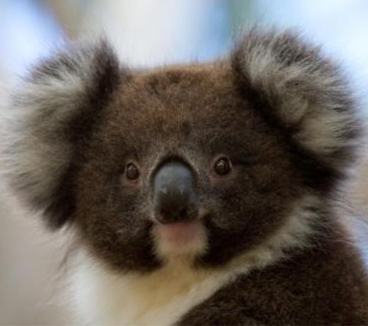 Bimbi Park - Camping Under Koalas