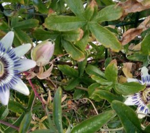 Orchidée