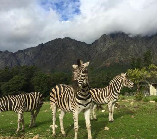 Franschhoek Country Cottages
