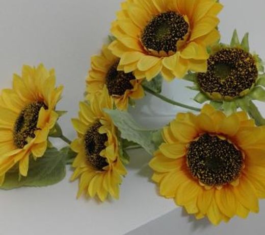Girasole Grazioli 47