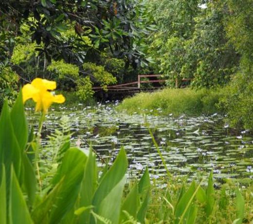 Lilypad Luxury Cabins
