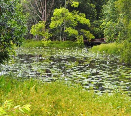 Lilypad Luxury Cabins