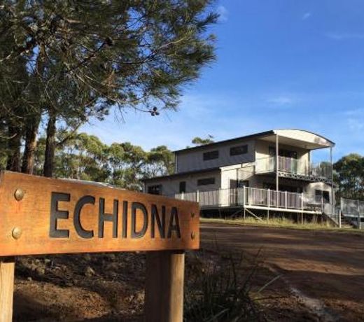 Echidna on Bruny