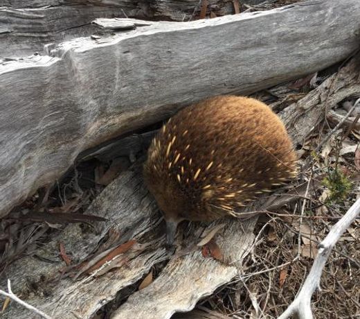 Echidna on Bruny