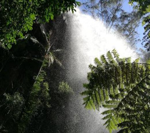 Springbrook Storybook